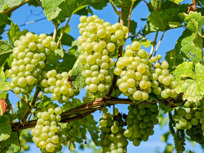 В рамках программы субсидирования заключены договора на закупку 97 тыс. тонн винограда