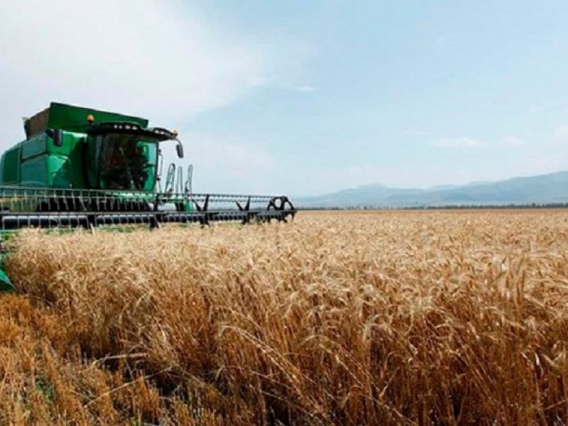 Правительство Армении приняло решение субсидировать покупку озимой пшеницы