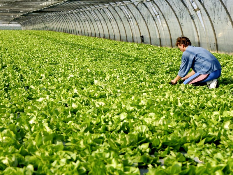 Обсуждается проект формирования единого рынка органической сельхозпродукции ЕАЭС