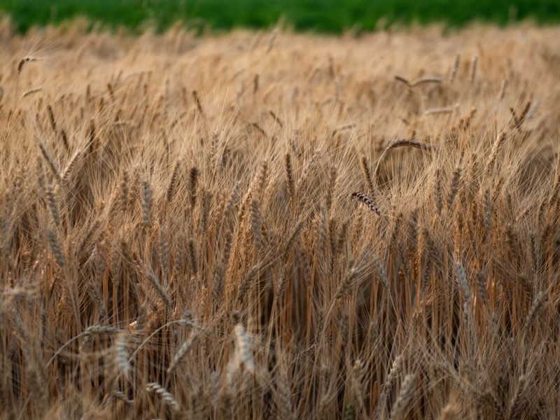Урожай пшеницы в Армении вырос до 190 тыс. тонн в 2023 году