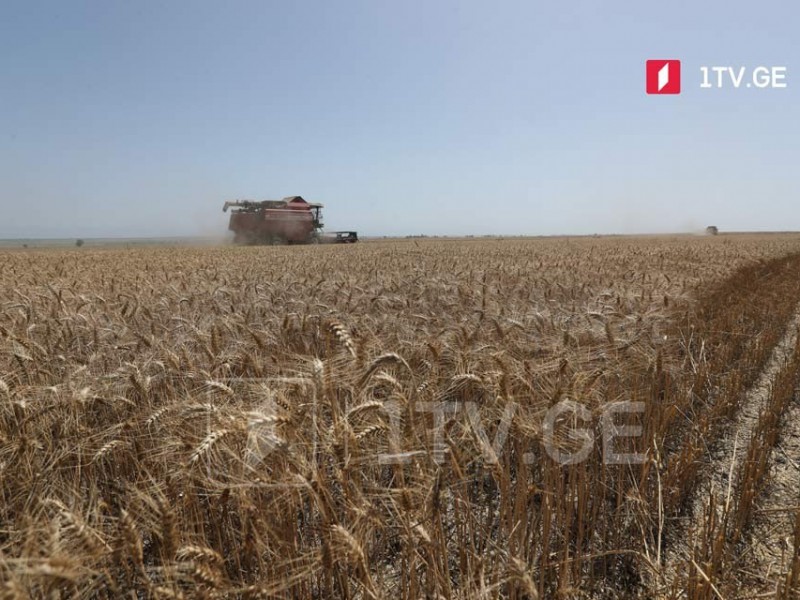 Грузия раньше времени отменила запрет на экспорт пшеницы из страны