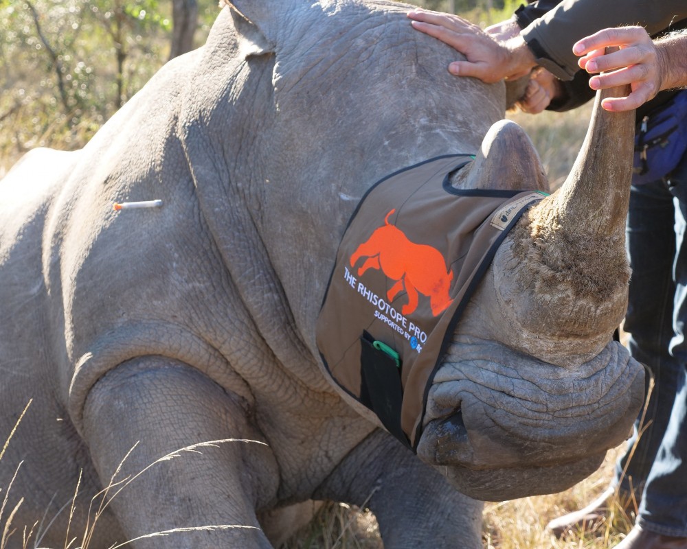 Снизить количество убийств носорогов: первая фаза проекта Rhisotope успешно завершилась 