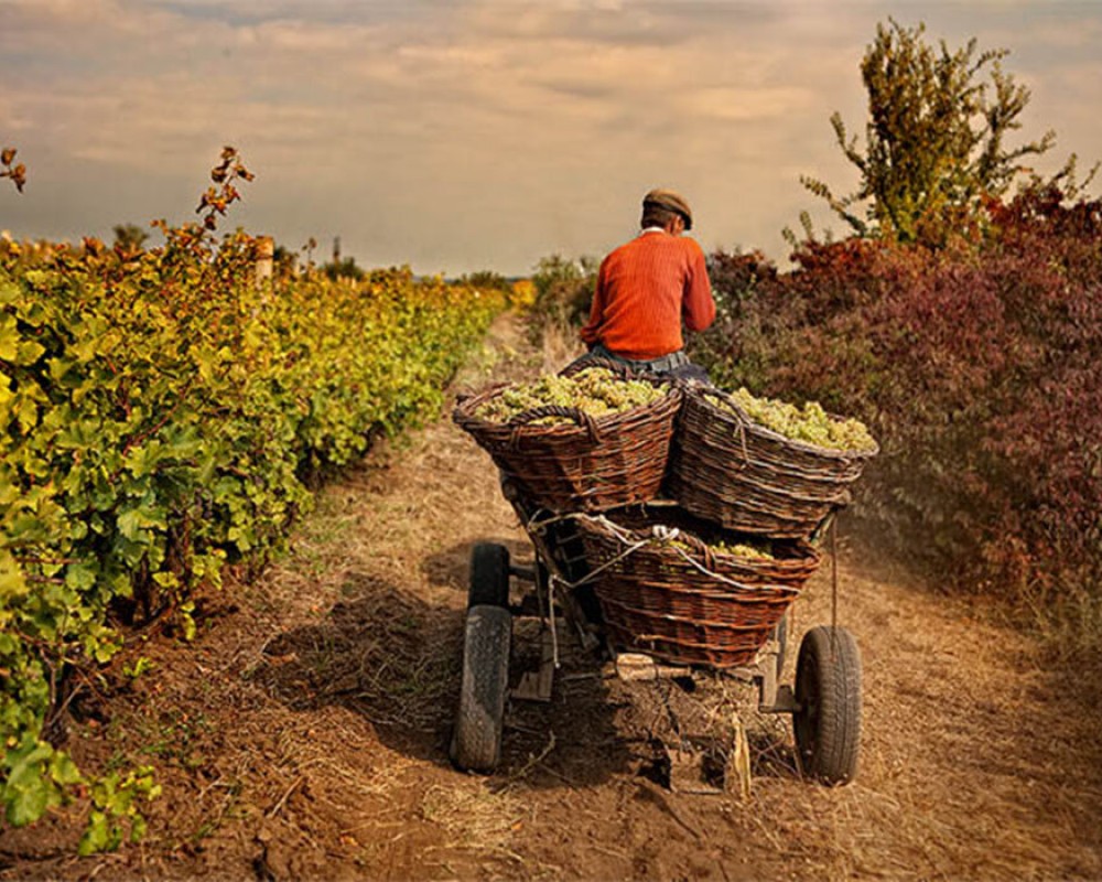 Аграрные вузы Армении и России запустили совместный образовательный проект по виноделию