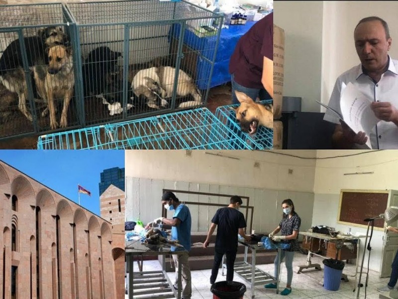 Обкрадывали собак: Центр по обезвреживанию бродячих животных попался  
