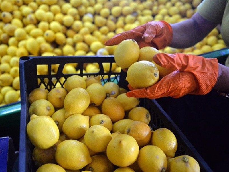 Россия приостановила импорт лимонов одного из турецких предприятий