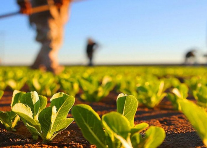 Создается благоприятная налоговая среда для предпринимателей в сельскохозяйственной сфере