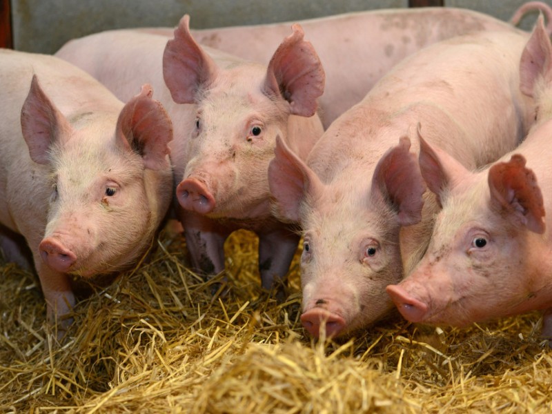 В семи странах зафиксирована африканская чума свиней: Армения ограничивает импорт 