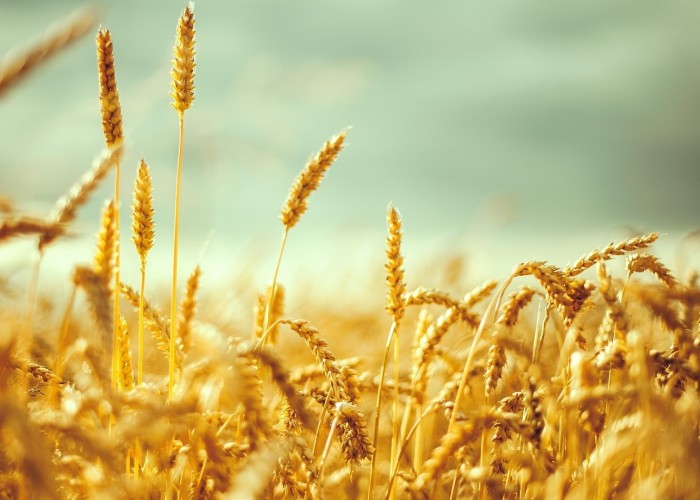 Турция впервые купит у России пшеницу за рубли 