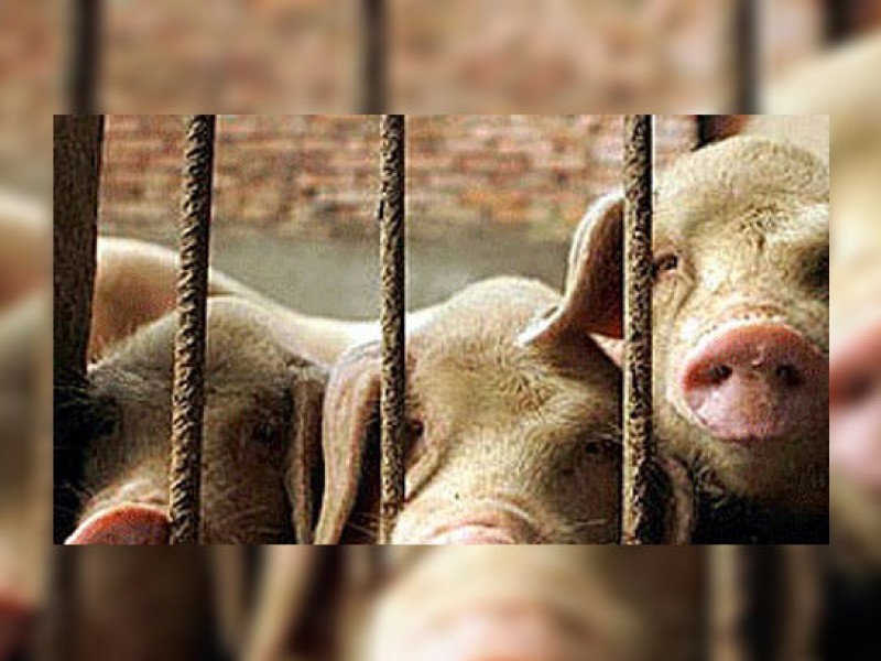 Известна причина падежа свиней в селе Акори Лорийской области