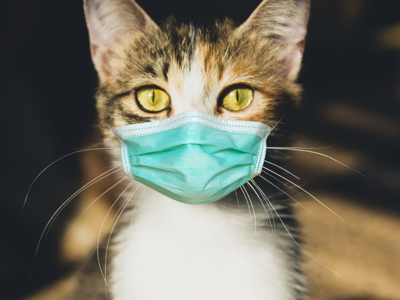 Кошки в группе риска: в России разрабатывают вакцину от COVID-19 для животных
