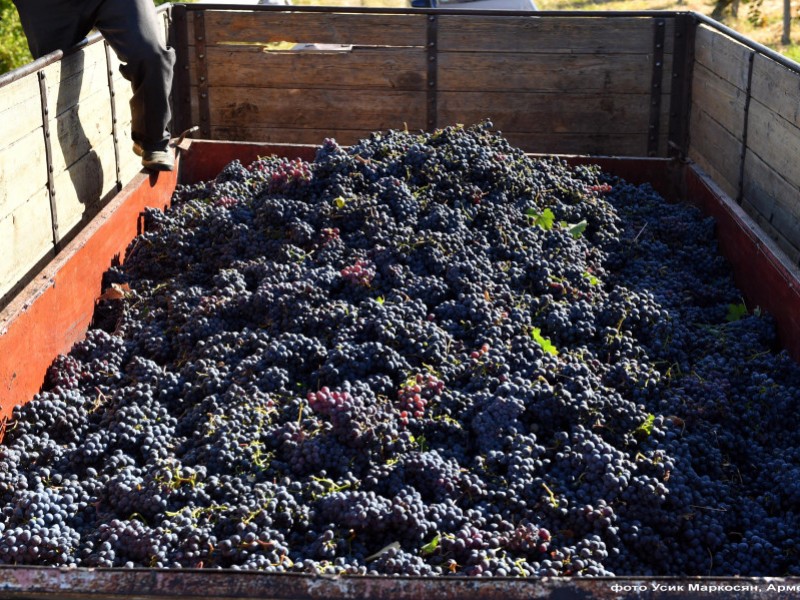Армения поддерживает сельскохозяйственных производителей в сборе и заготовке винограда