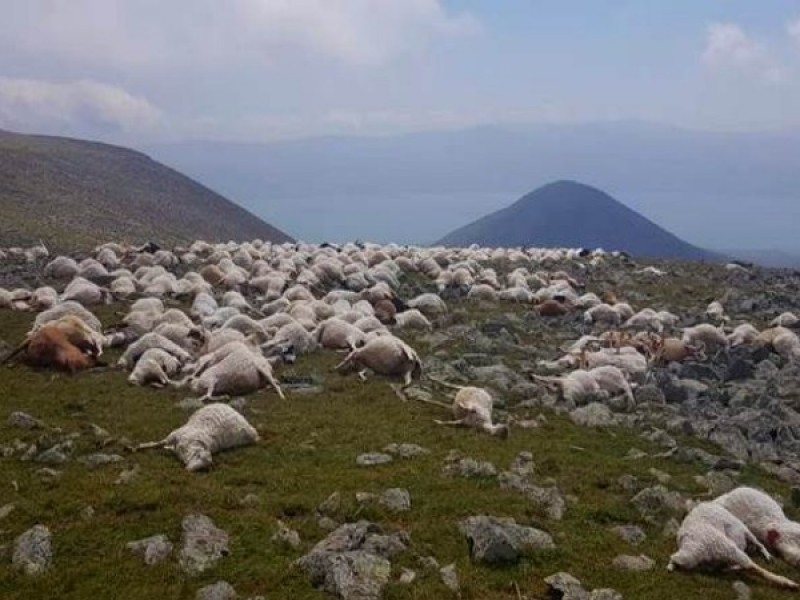 Ջավախքում կայծակի հարվածից 530 գլուխ ոչխար է անկել