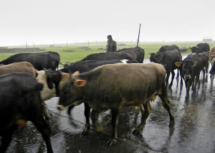 Ադրբեջանցիները հափշտակել են Ճարտար գյուղի բնակչի 32 կովն ու 13 հորթը. Արցախի ՔԿ