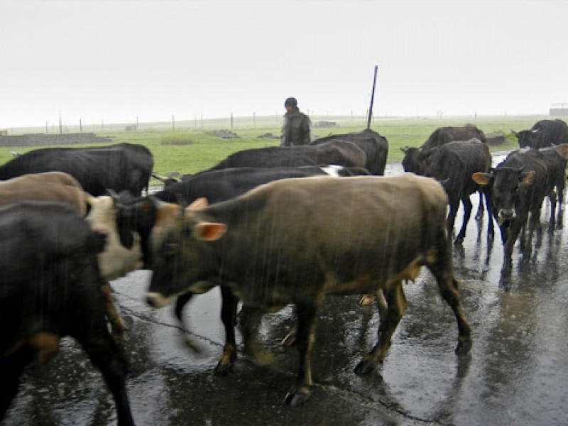 Азербайджанцы в Арцахе украли у жителя села Чартар 32 коровы и 13 телят 
