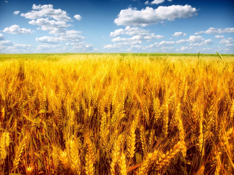 Министр сельского хозяйства предупредил Путина о риске снижения урожайности почти на треть