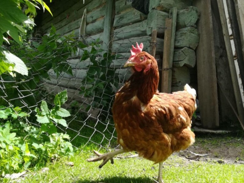 Армения запрещает ввоз мяса птицы из Чехии и Польши из-за птичьего гриппа