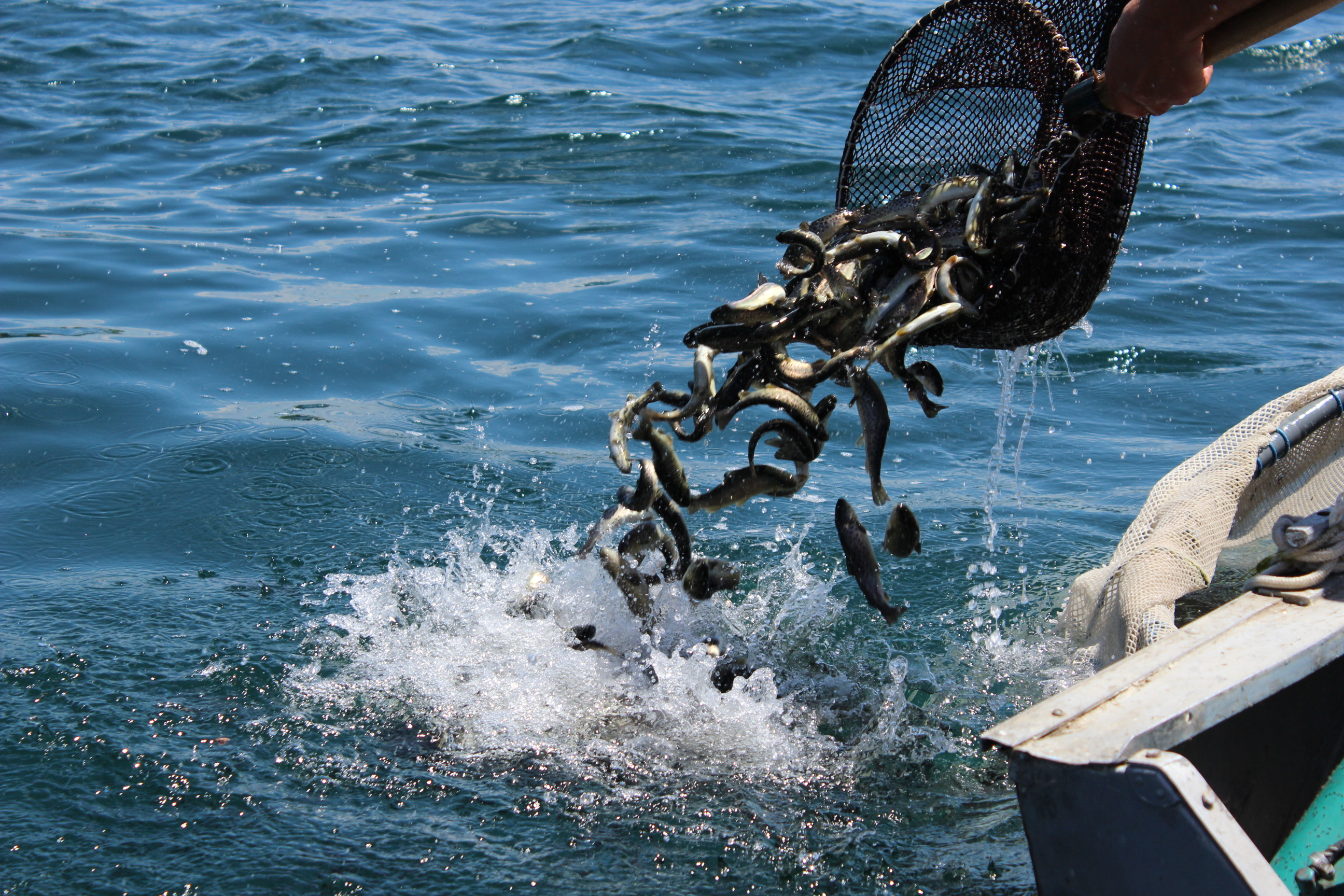 Սևանա լճում ձկնային պաշարների հետազոտման համար սարք ձեռք կբերվի