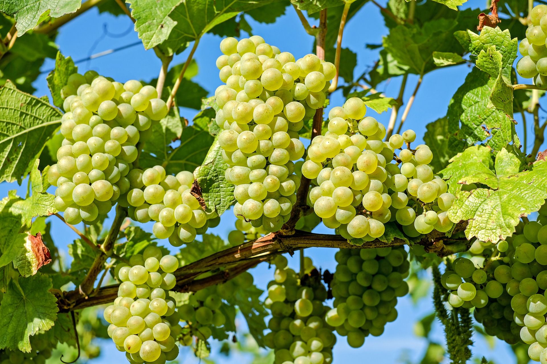 В рамках программы субсидирования заключены договора на закупку 97 тыс. тонн винограда