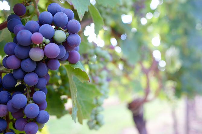 Закупающим виноград компаниям предоставят беспроцентный кредит - Тигран Хачатрян