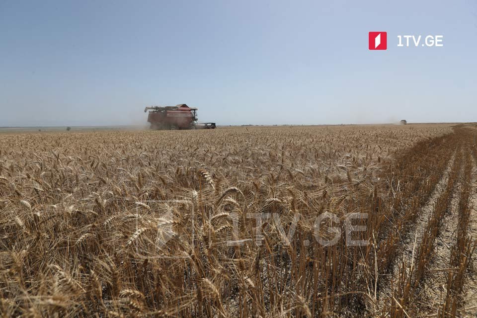 Грузия раньше времени отменила запрет на экспорт пшеницы из страны
