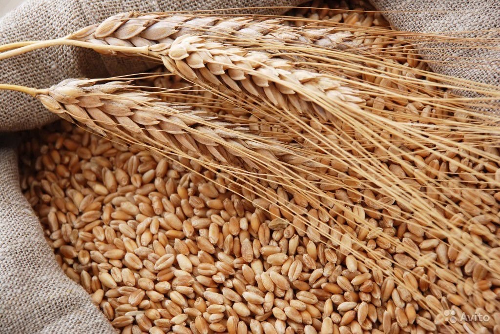 Россия с 30 июня повысит экспортные пошлины на пшеницу, ячмень и кукурузу