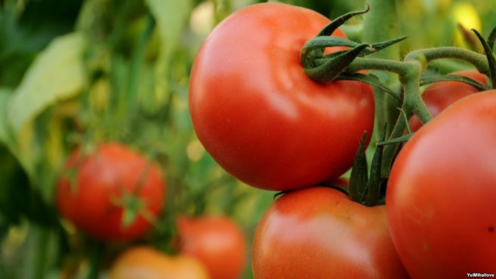 Иранская сторона собирается открыть в Армении производство томатной пасты