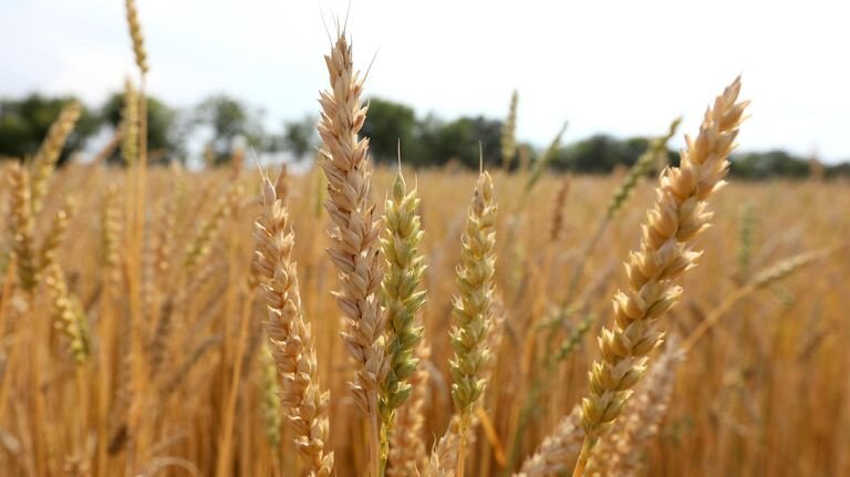 Правительство РФ до 31 мая 2024 года ограничило вывоз из России твердой пшеницы 