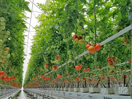 Ջերմոցային ապրանքներ արտահանողներին աջակցություն կտրվի նաև հուլիսին