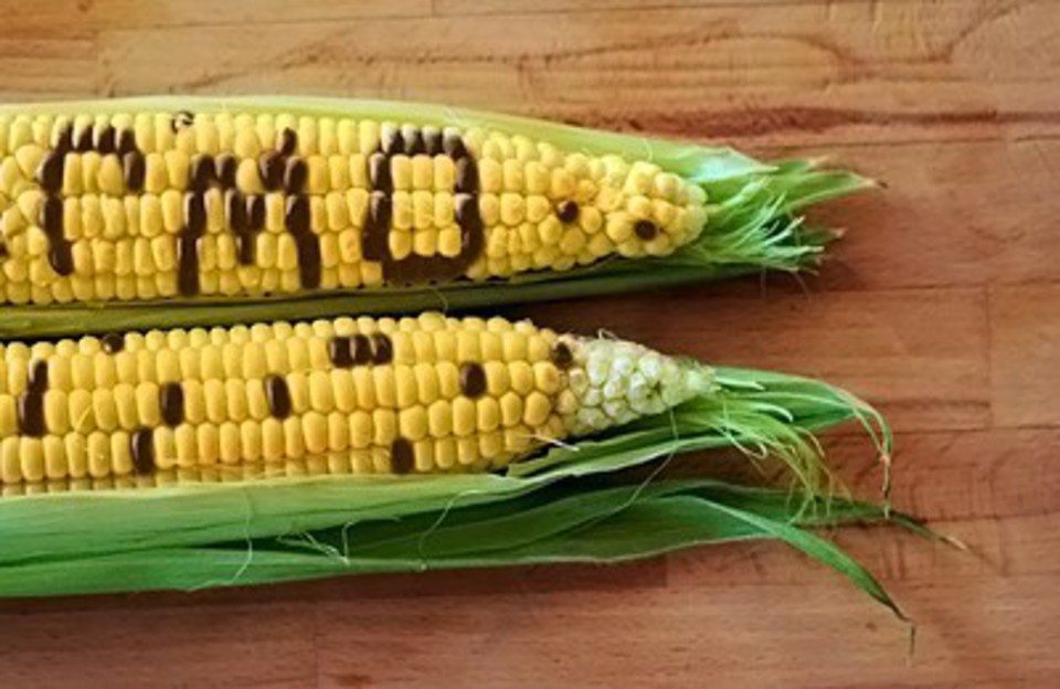 Продукты с ГМО в странах ЕАЭС станут с обязательной маркировкой и заметнее