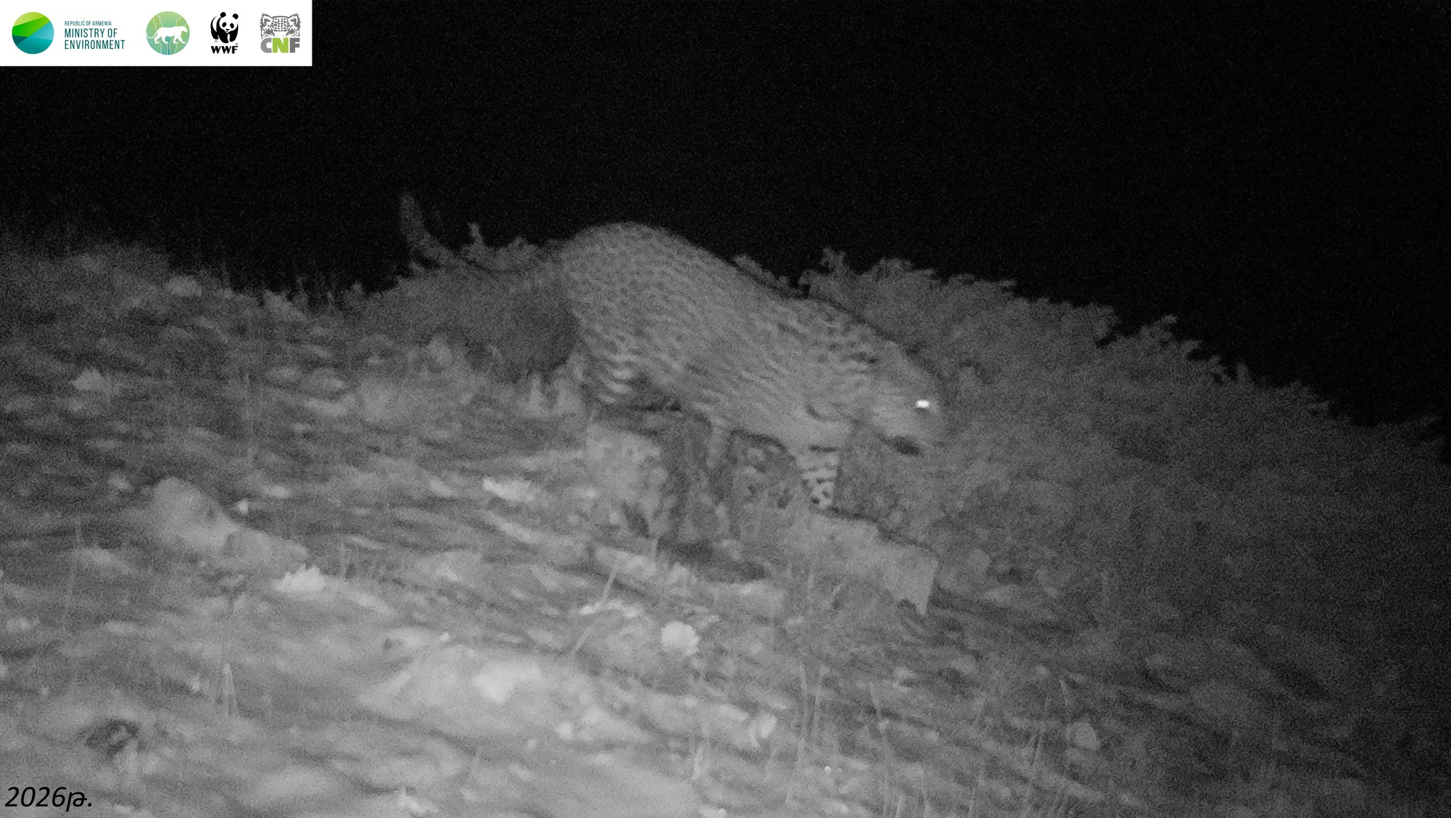 «Խոսրովի անտառ»-ի ֆոտոթակարդները կրկին նկարահանել են կովկասյան ընձառյուծին