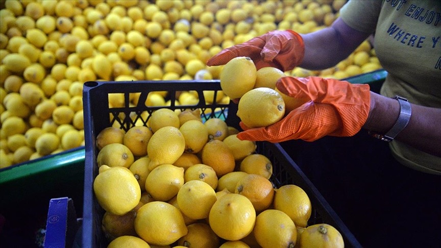 Россия приостановила импорт лимонов одного из турецких предприятий