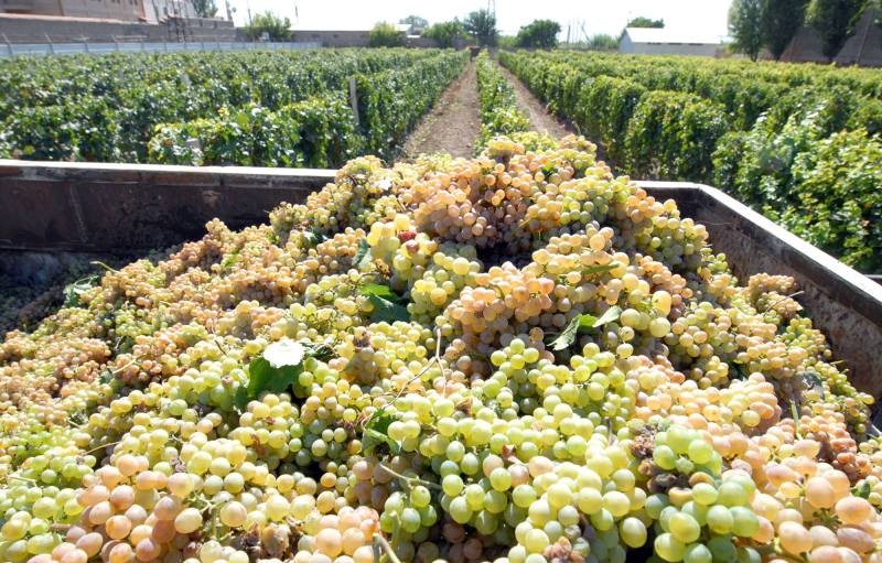 В Армении собрано около 276 тыс. тонн винограда, экспортировано 6.7 тыс. тонн