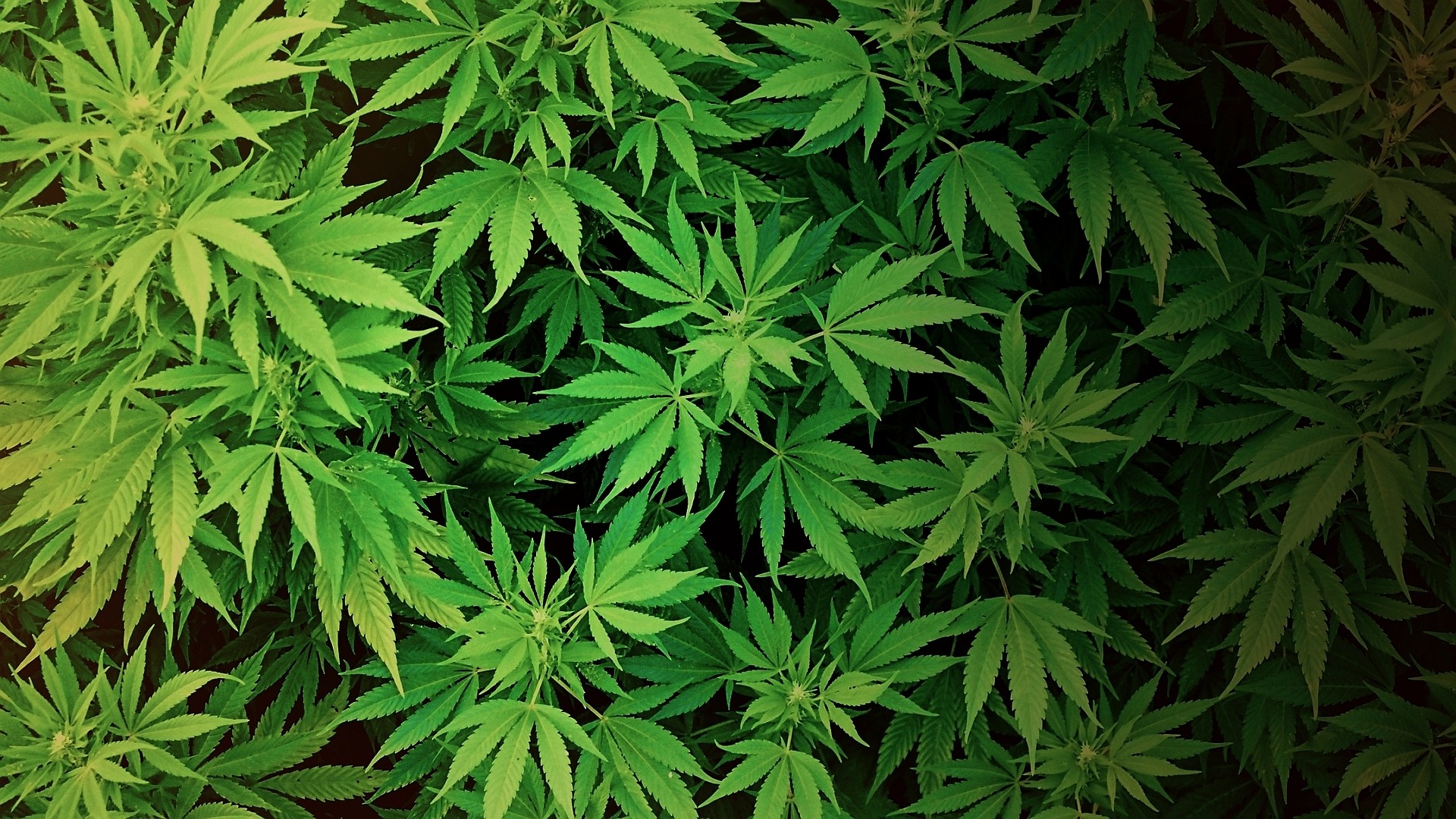 Грузия хочет начать производство марихуаны в целях экспорта