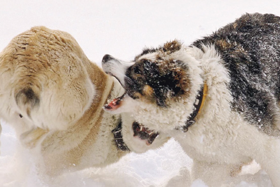 Полиция Арташата раскрыла случай организации собачьих боев