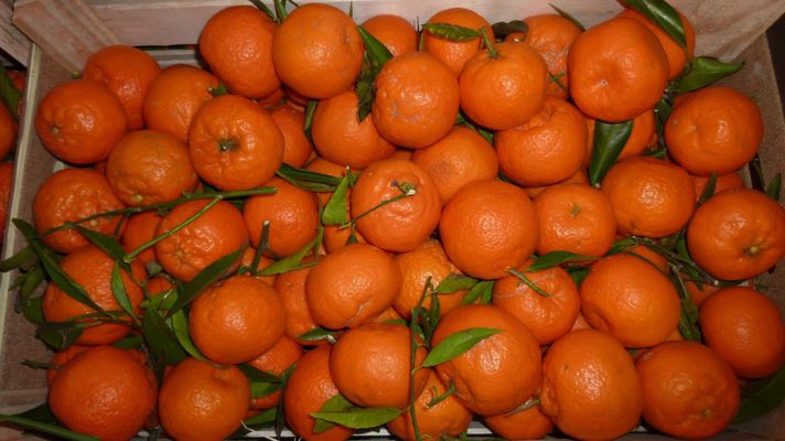 Экспорт цитрусовых из Грузии в РФ вырос