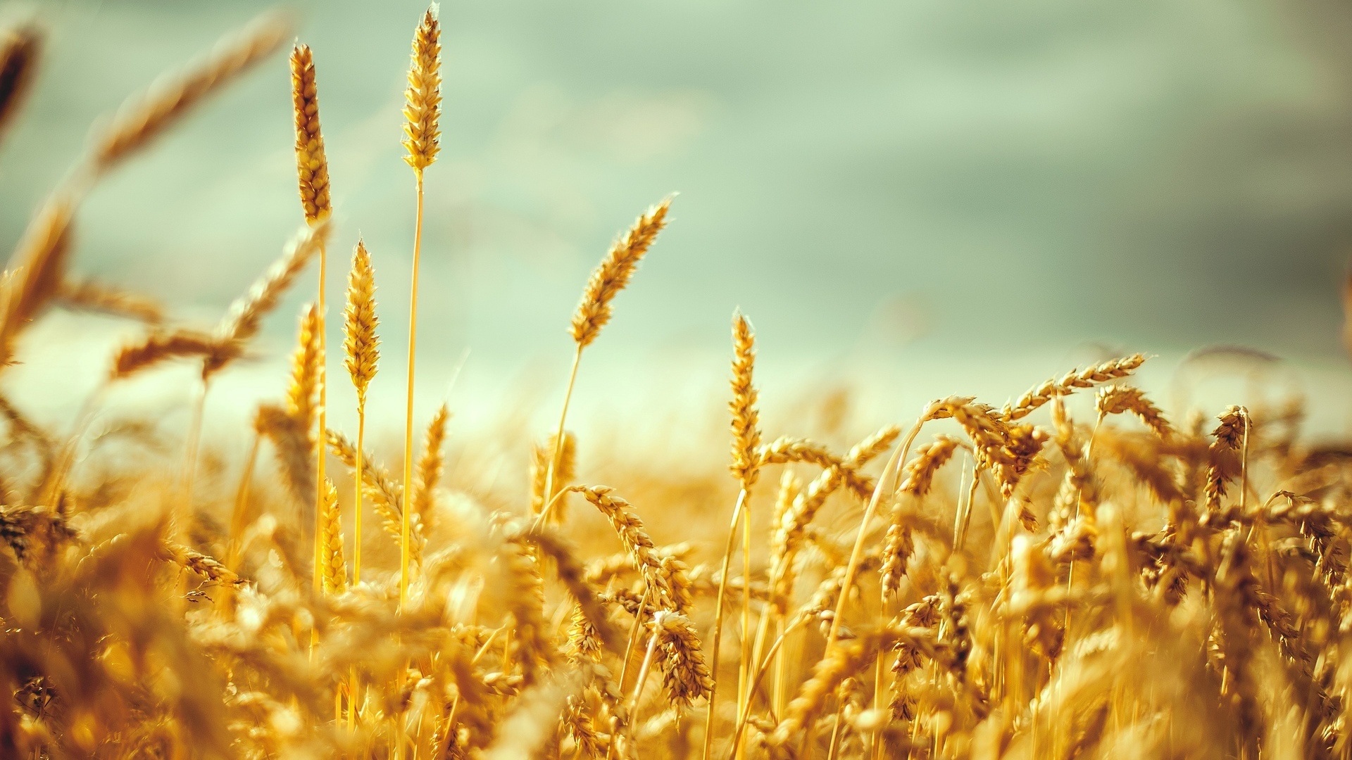 Турция впервые купит у России пшеницу за рубли 