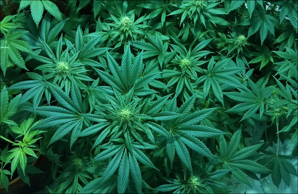 В Грузии подсчитали планируемый доход от экспорта марихуаны 
