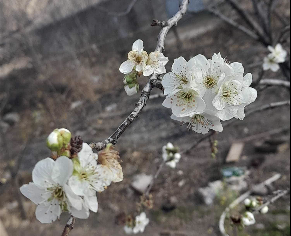 Армения: Необычное явление – цветение деревьев в декабре