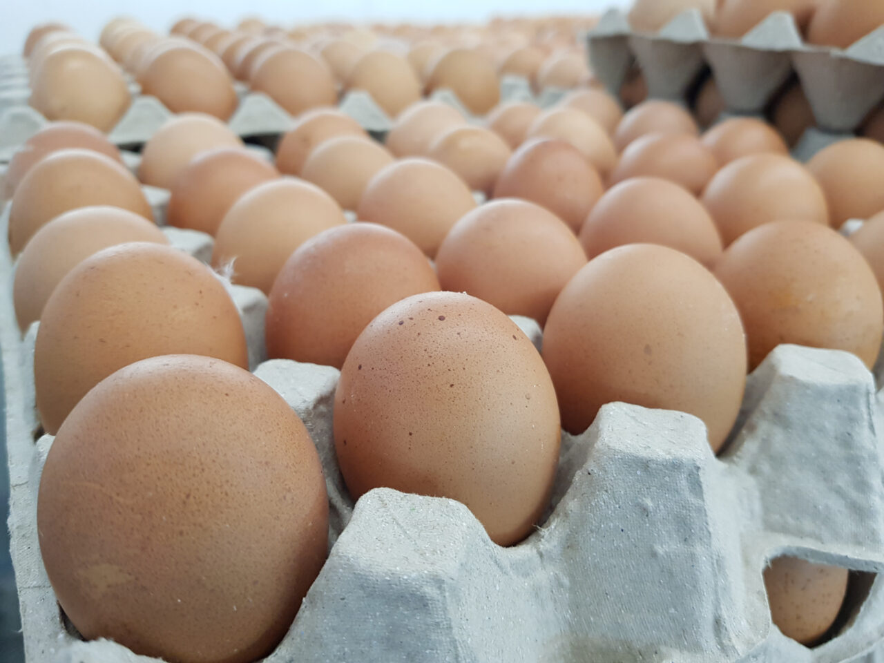 Яйца в Армении дорожают: ГКЗЭК возбудит производство