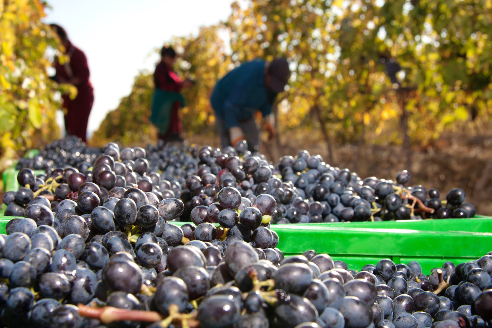 Армения принимает меры для укрепления винодельческой отрасли