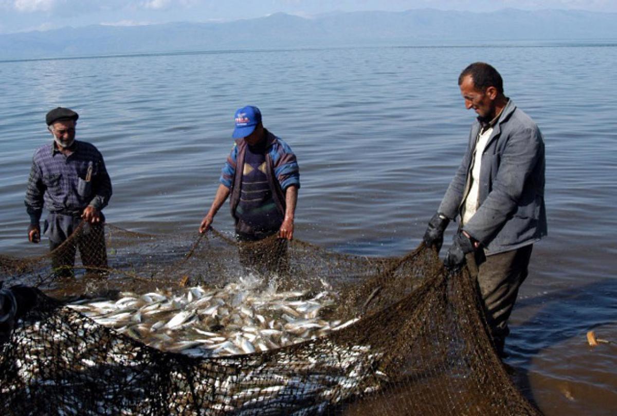 Ավարտվում է Սևանա լճում արդյունագործական փորձարարական ձկնորսության որսաշրջանը