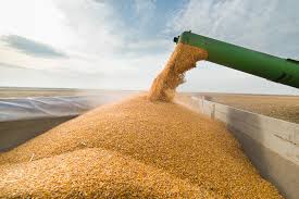 По итогам октября экспорт пшеницы из России может впервые быть выше объема прошлого года