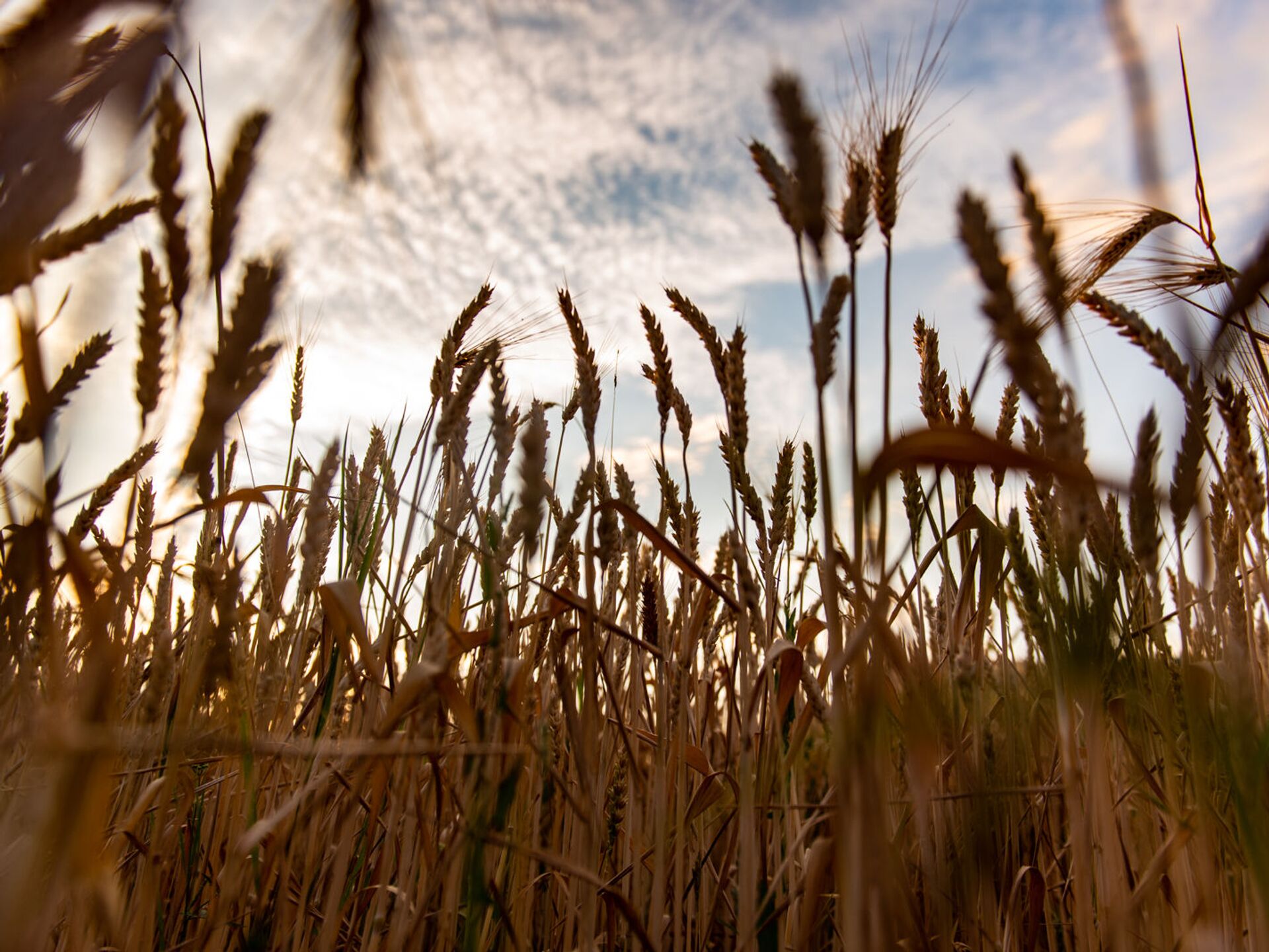 Министр заявил о поддержке правительства армянским фермерам в выращивании пшеницы