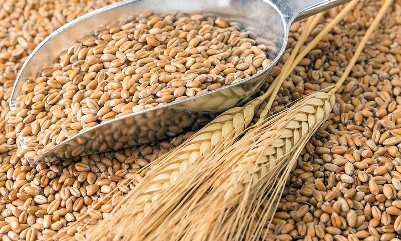 Правительство России повысило экспортные пошлины на пшеницу, кукурузу и ячмень