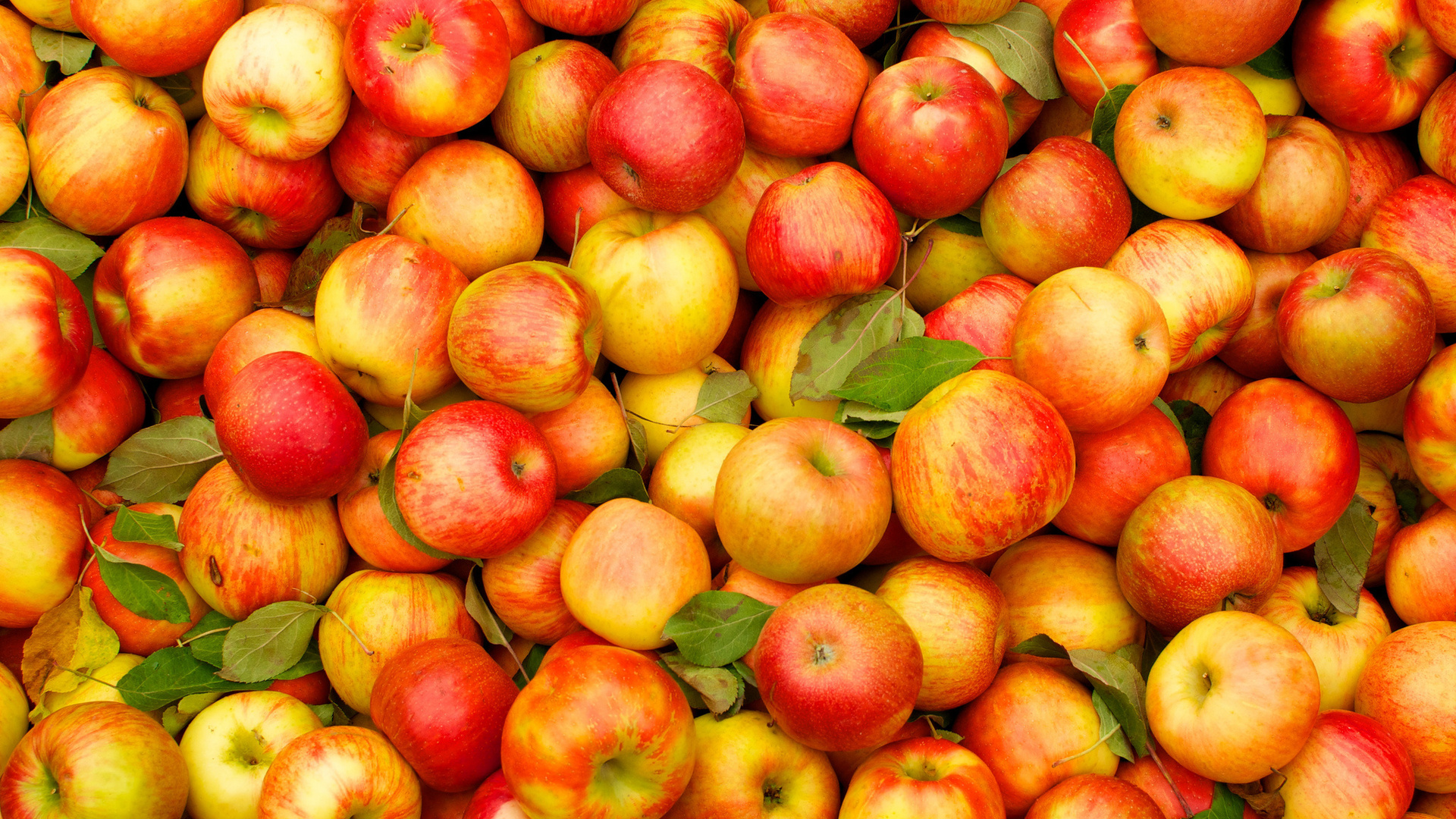 Россия запретила ввоз зараженных яблок, груш и сливы из Азербайджана