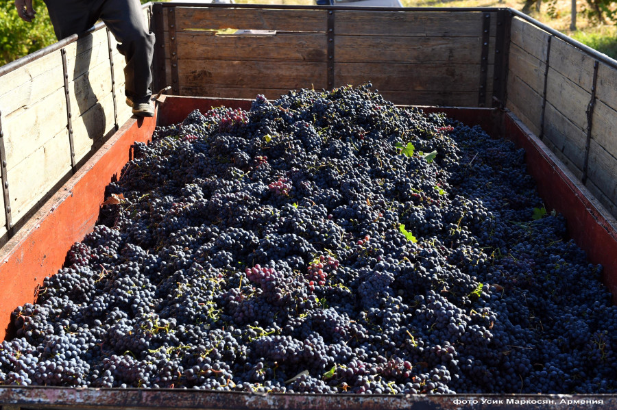 Армения поддерживает сельскохозяйственных производителей в сборе и заготовке винограда