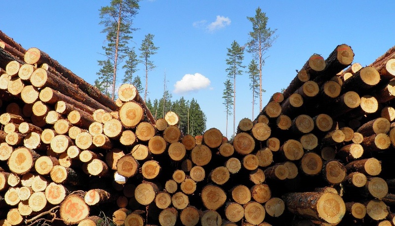 РФ устранила препятствие для поставок в Армению древесины и необработанных лесоматериалов