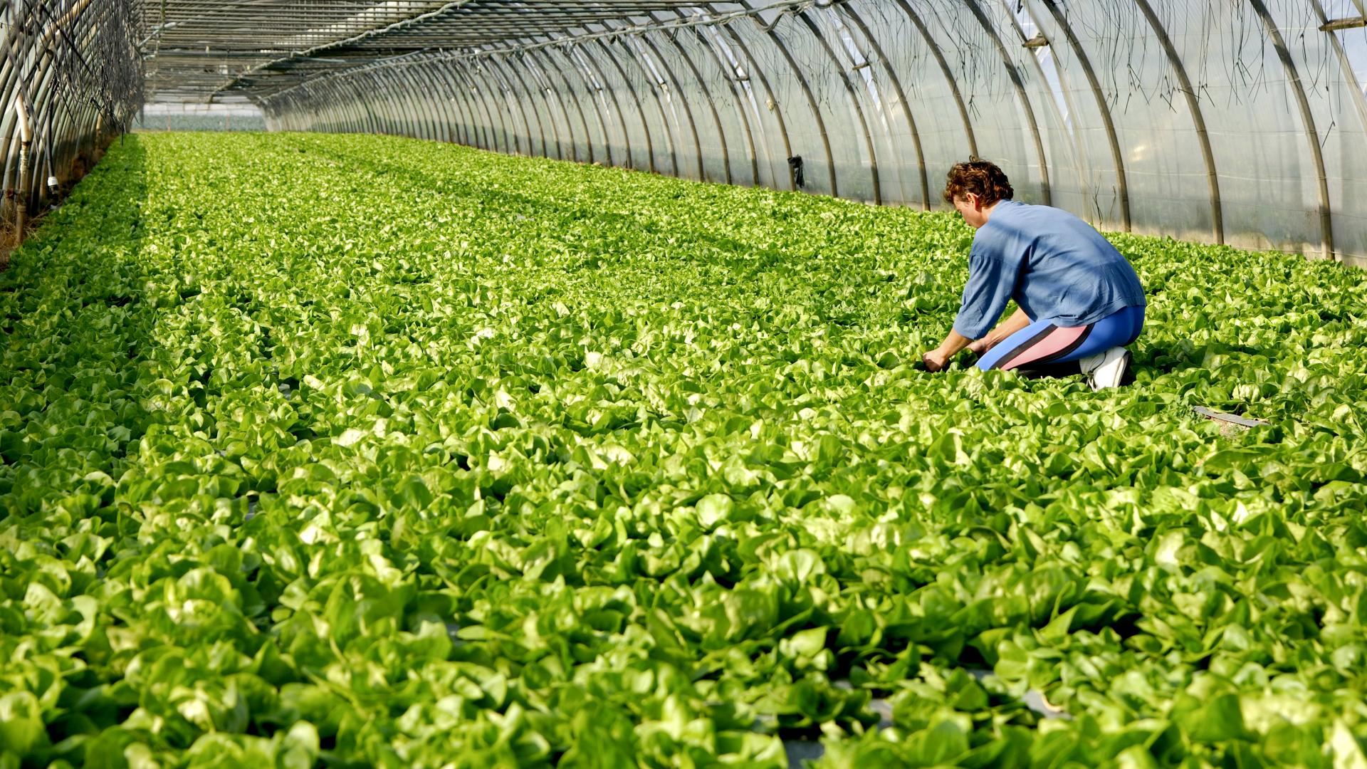 Обсуждается проект формирования единого рынка органической сельхозпродукции ЕАЭС