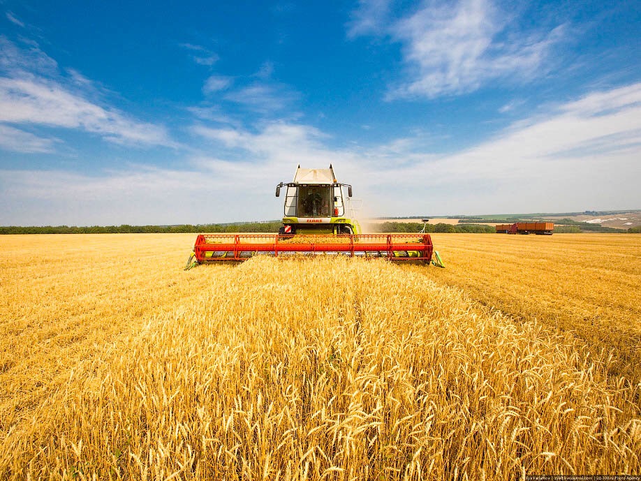 Россия до 1 июля приостановила экспорт зерновых за пределы ЕАЭС
