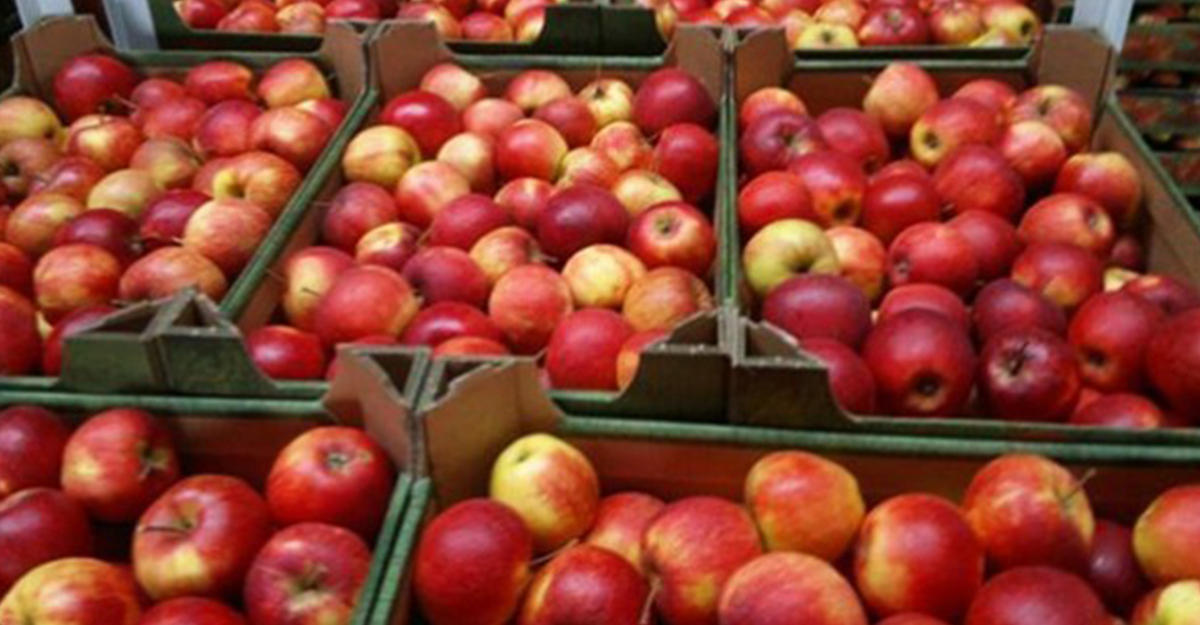 СНБ выявила предположительный круг лиц, импортировавших в Армению яблоки из Азербайджана